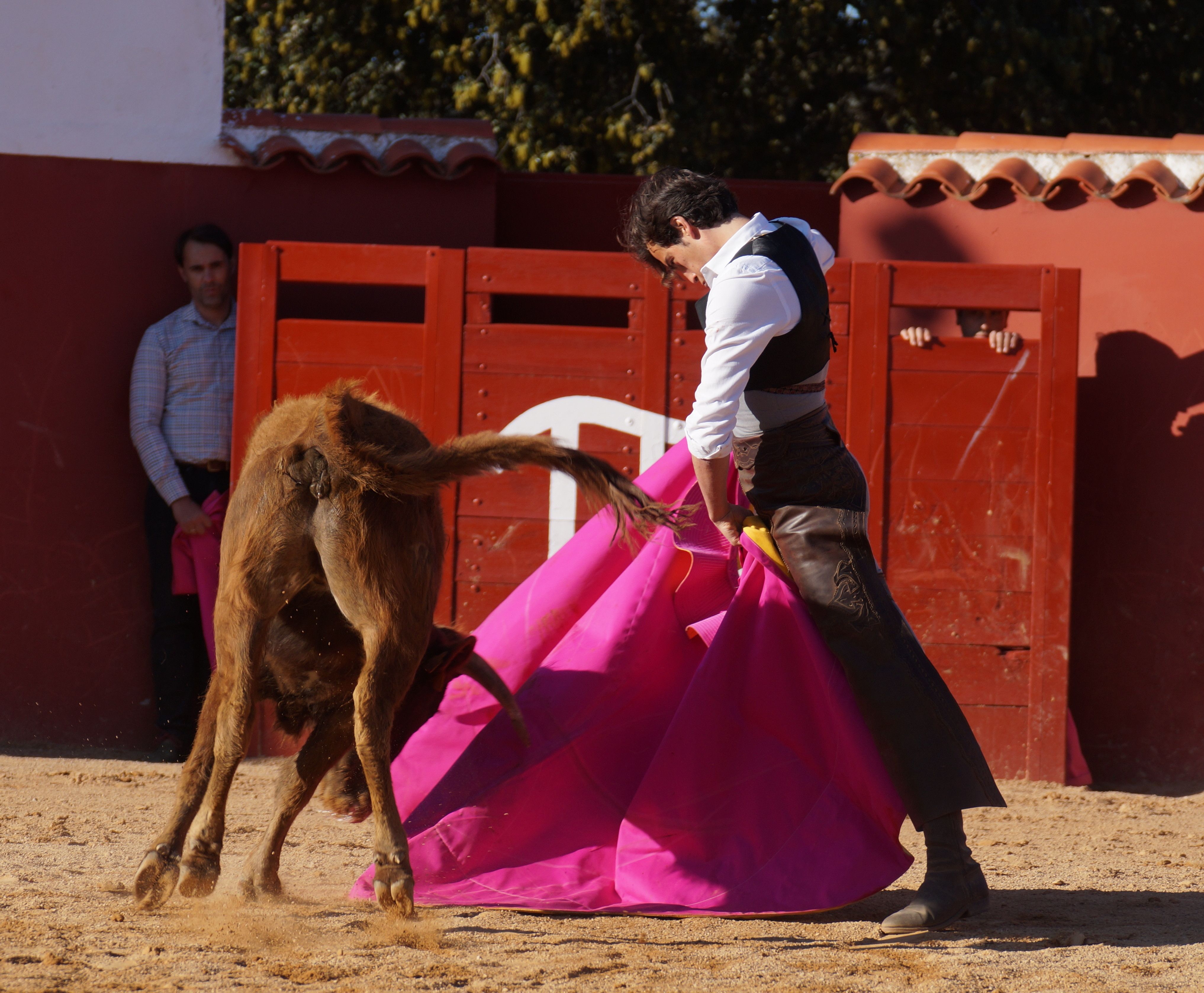 Galer A Arrebato De Clasicismo En La Ganader A Salmantina El Pilar