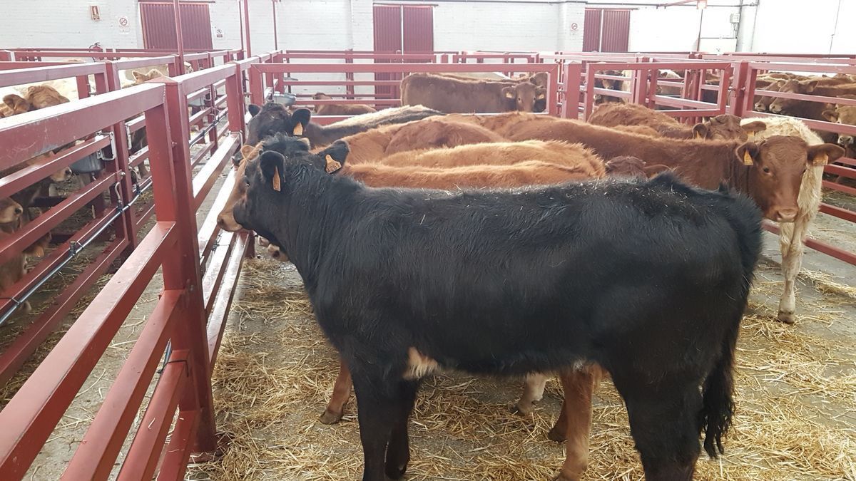 Así ha sido la Lonja de Salamanca este 5 de abril: Entre uno y dos euros más para los cereales, imparables porcino blanco e ibérico