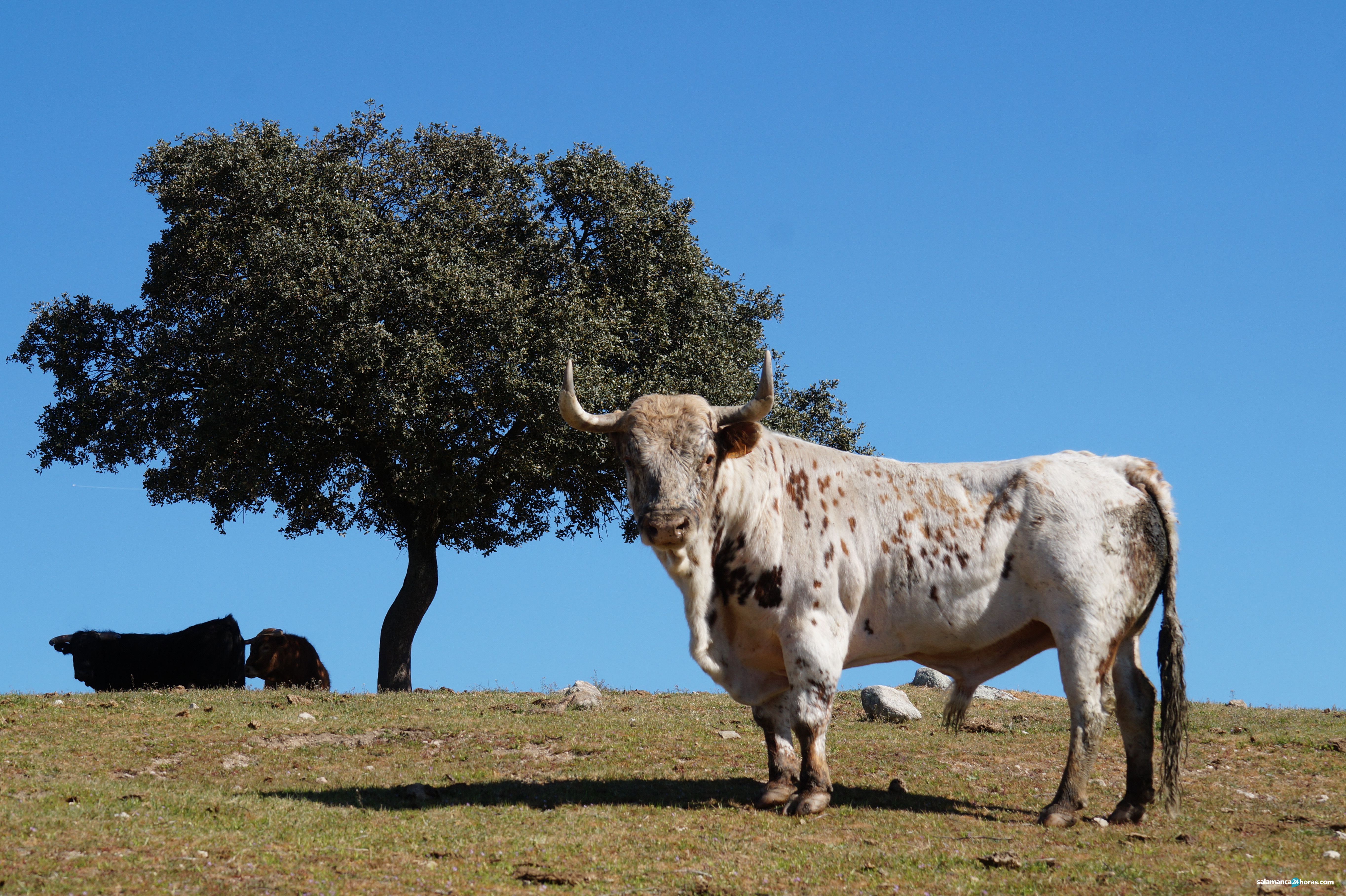 Calzadilla del Campo, historia de un legado familiar