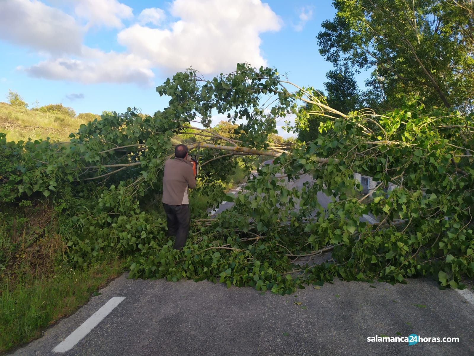 Las rachas de viento derriban un chopo de grandes dimensiones sobre la carretera DSA-562, en Pereña