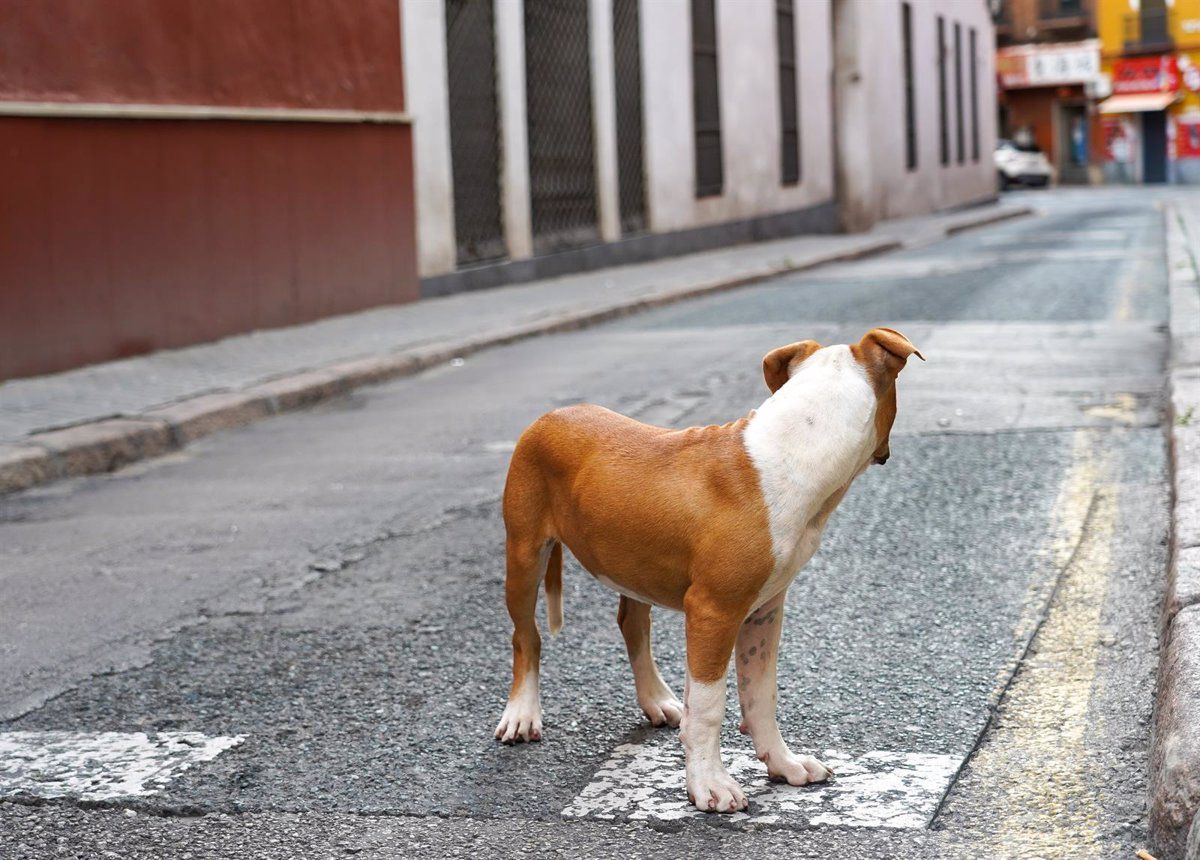 Perro abandonado en una calle. Europa Press