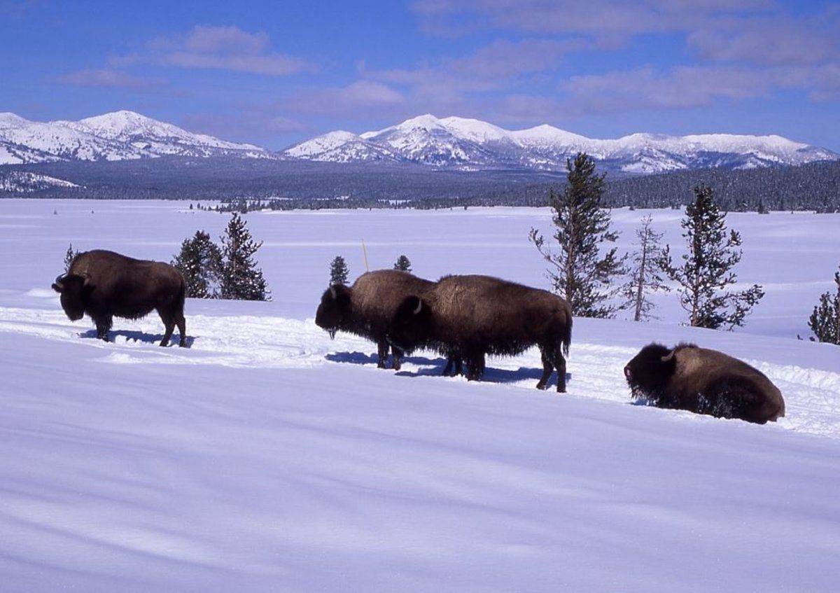 Bisontes americanos. Foto EP.