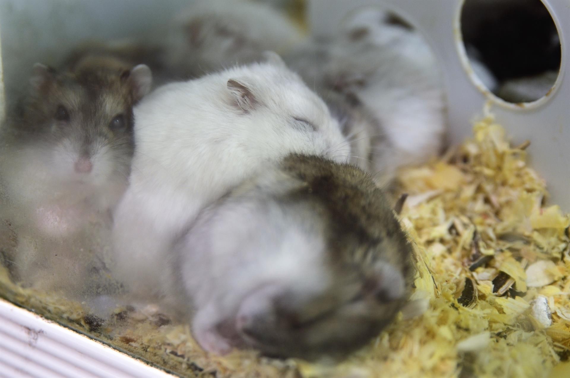 Ratas de laboratorio | Fotografía EP