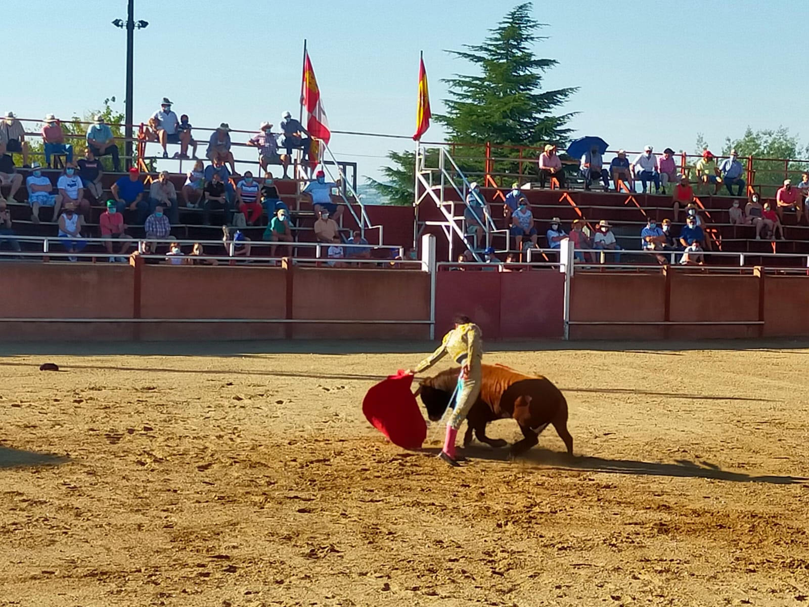 Toros en Masueco (4)