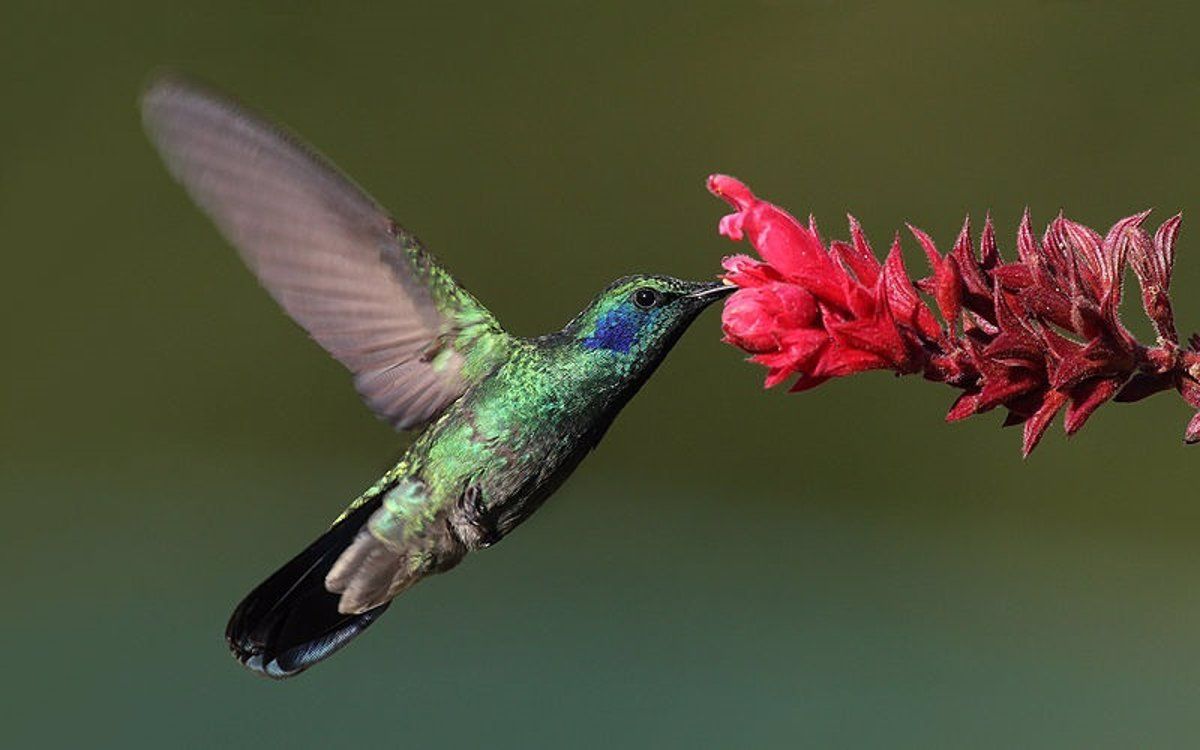 Un colibrí. | EP