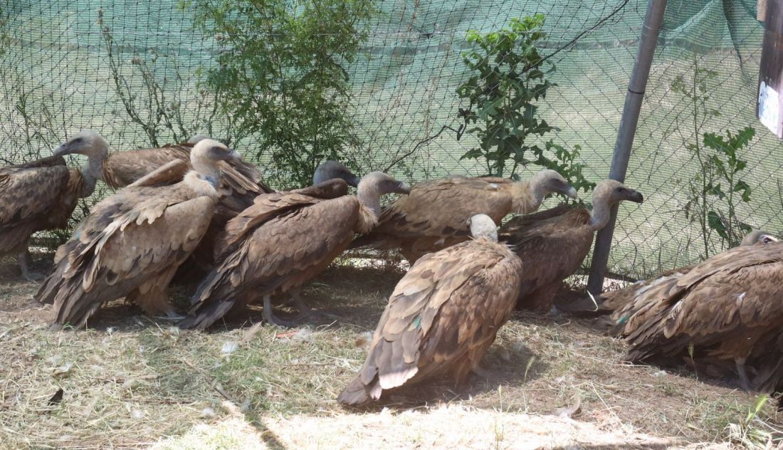 Buitres envenenados recuperados en Las Dunas