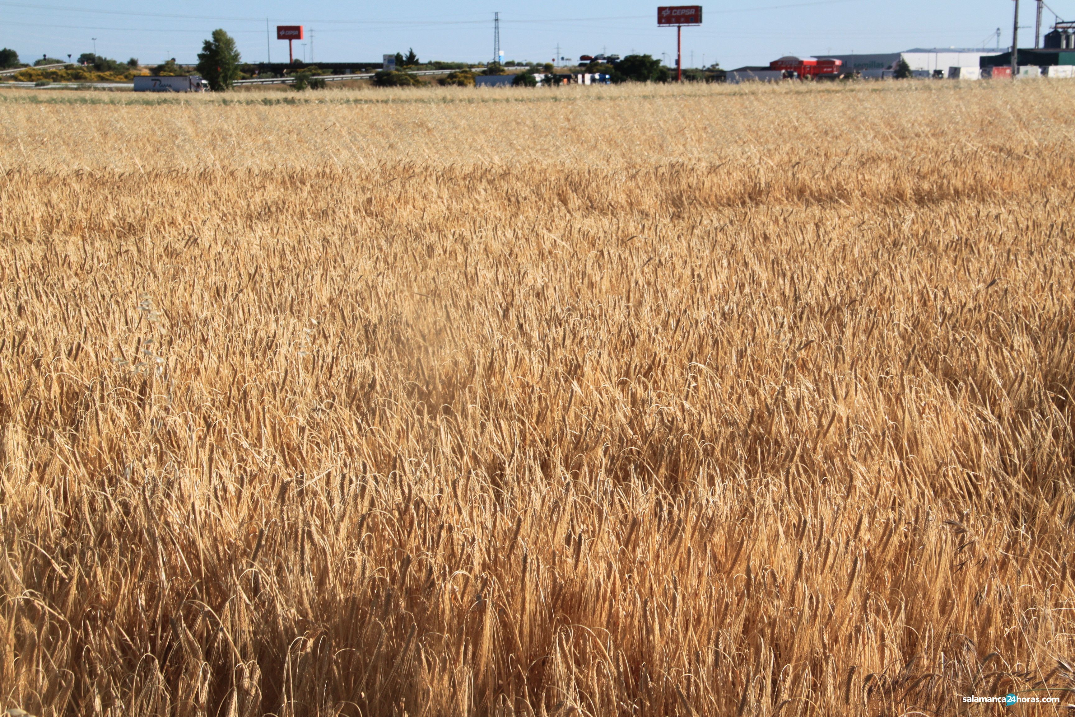 Cereales cosecha junio 2020 | Fotografía SALAMANCA24HORAS