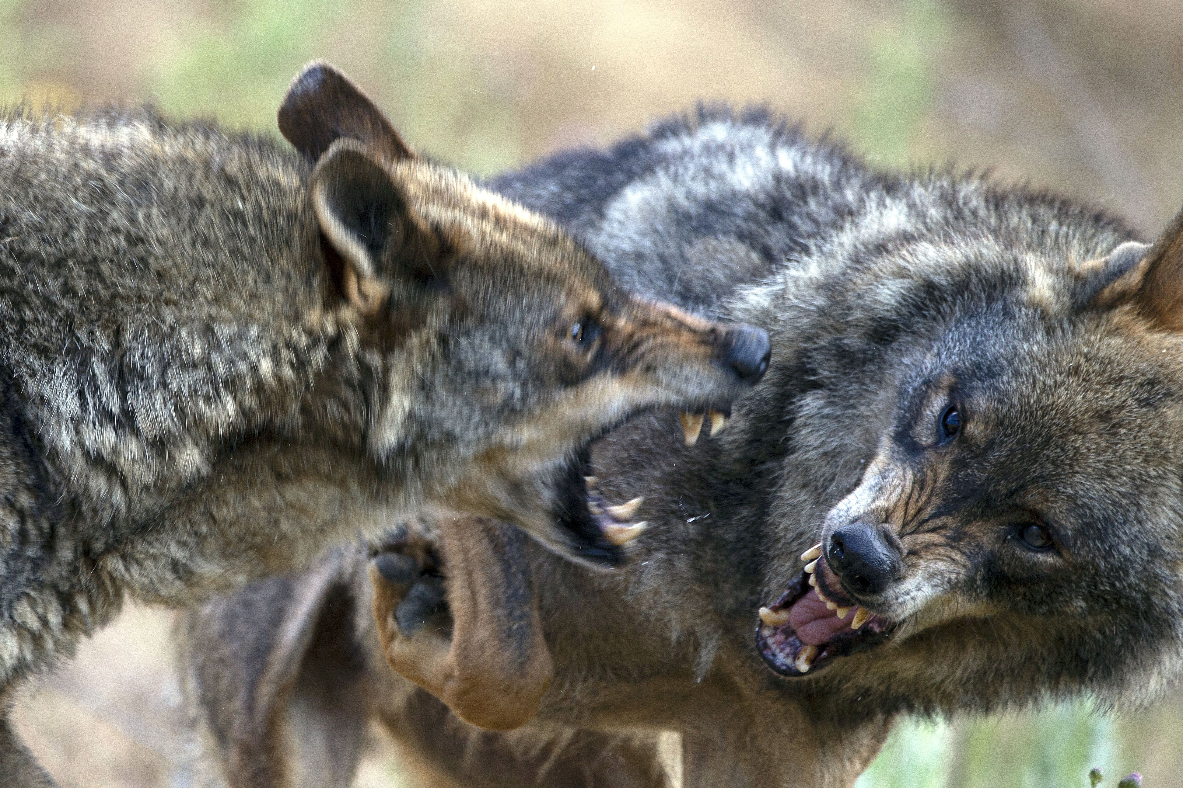 lobos