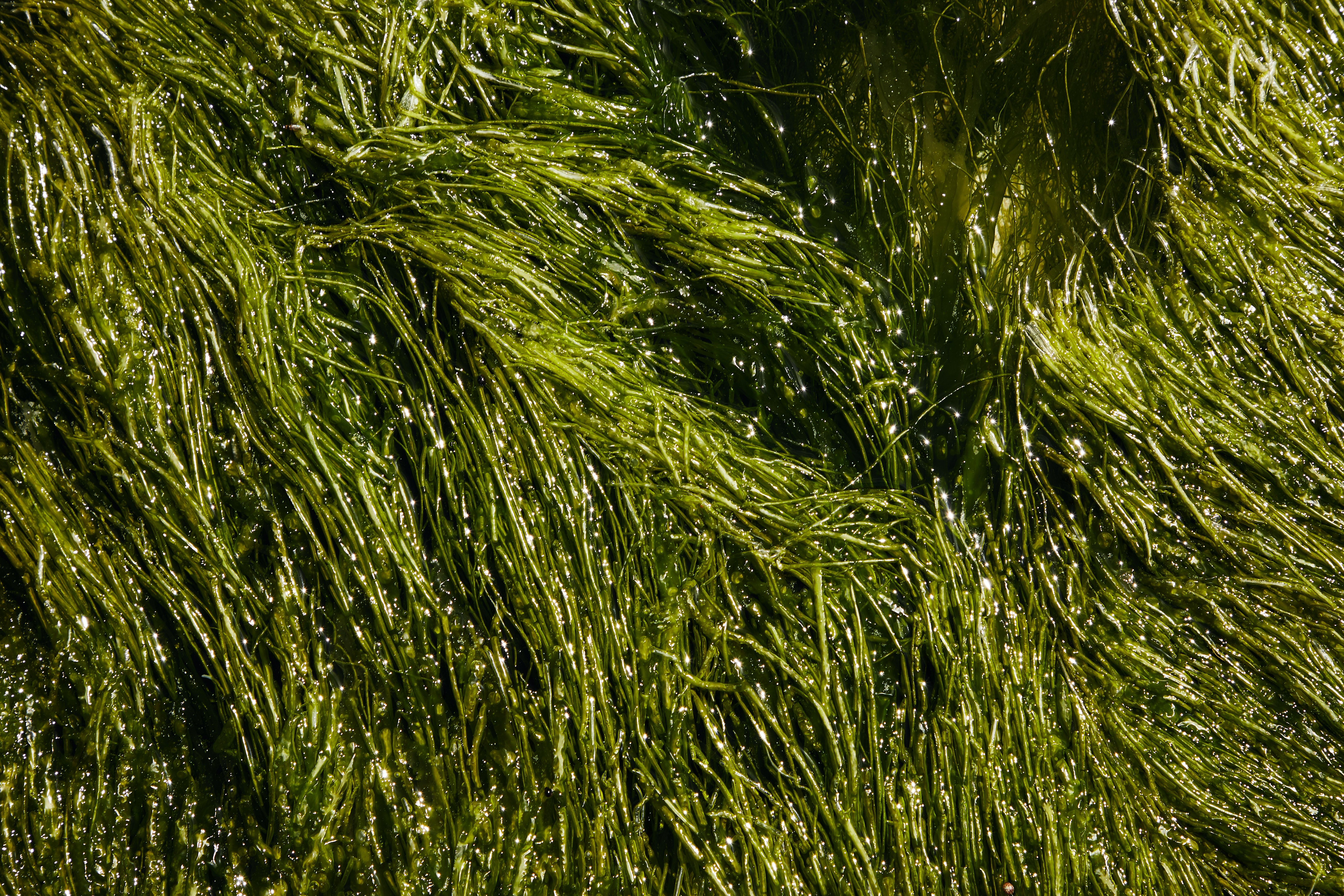 Campo de hierbas verdes. Foto Pexels.