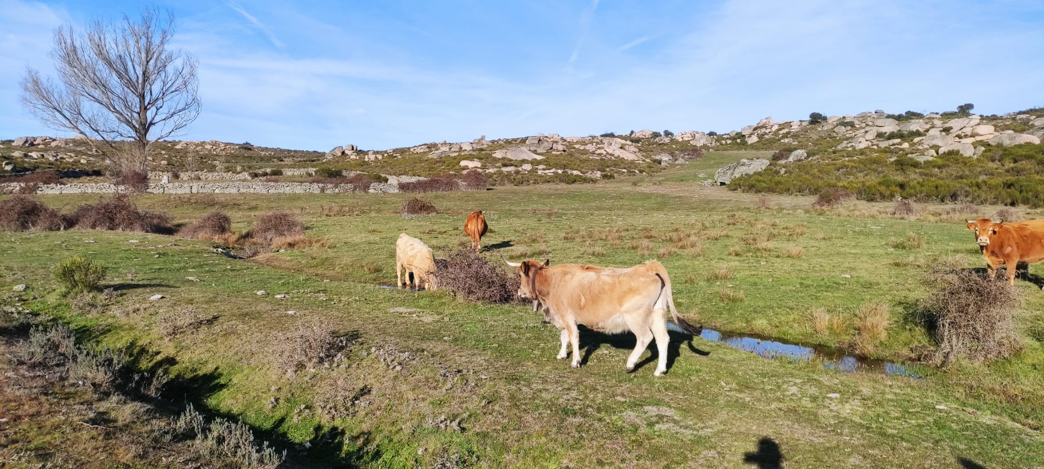 Vacas bebiendo agua en el campo. Foto de archivo