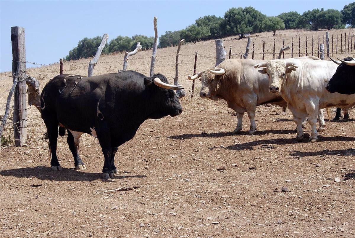 Toros bravos. FOTO EP