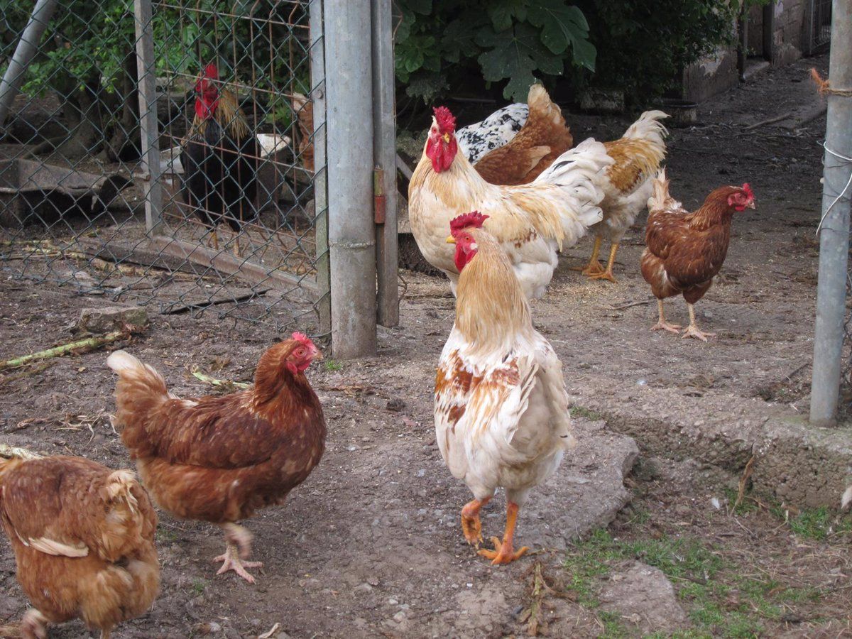 Gallinas en un corral. Foto EP