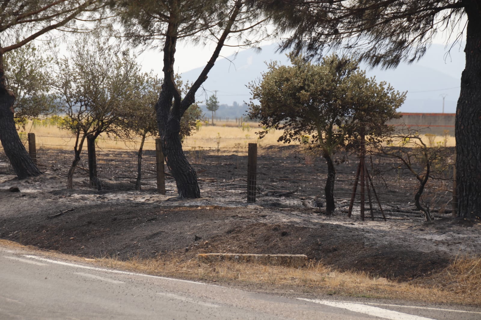 Incendio de Monsagro, imágenes del sábado, 16 de julio (12)