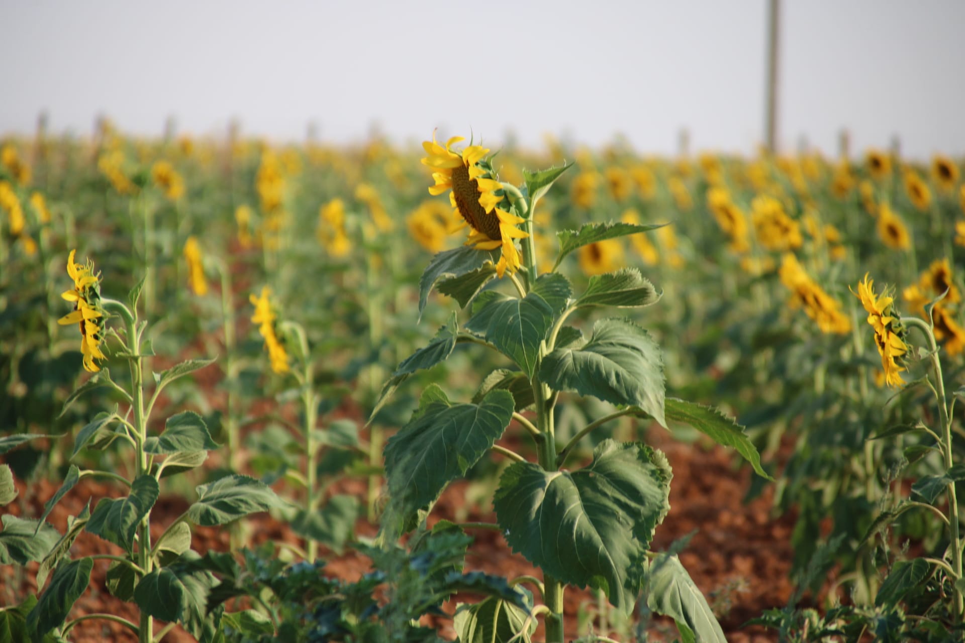 Así ha sido la lonja de este 19 de septiembre: primera cotización del  girasol y nueva subida de los cereales