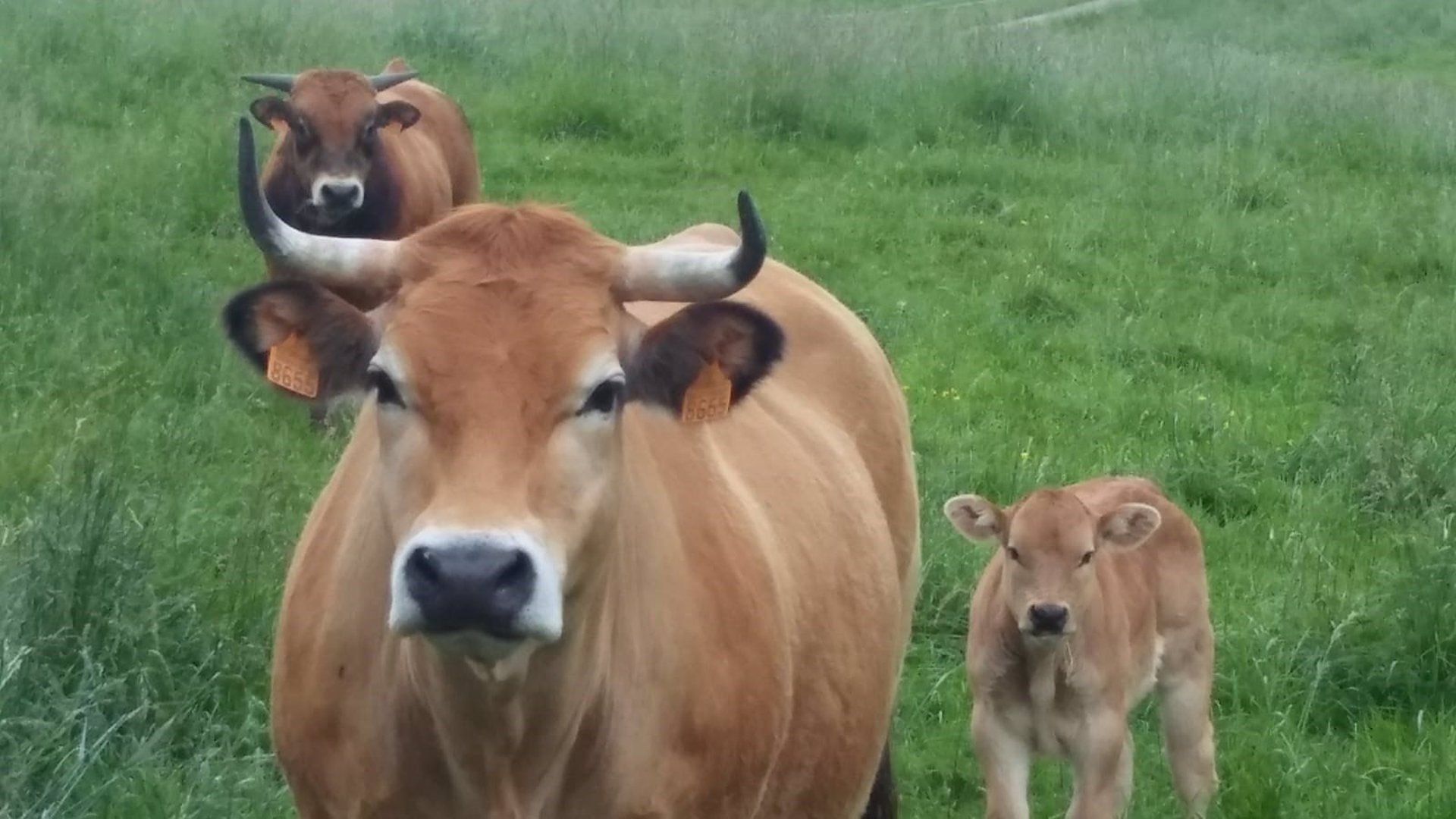 Vacas. Foto EP