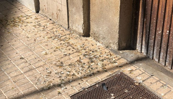 Problemática de las palomas en la ciudad. Foto S24H (2)