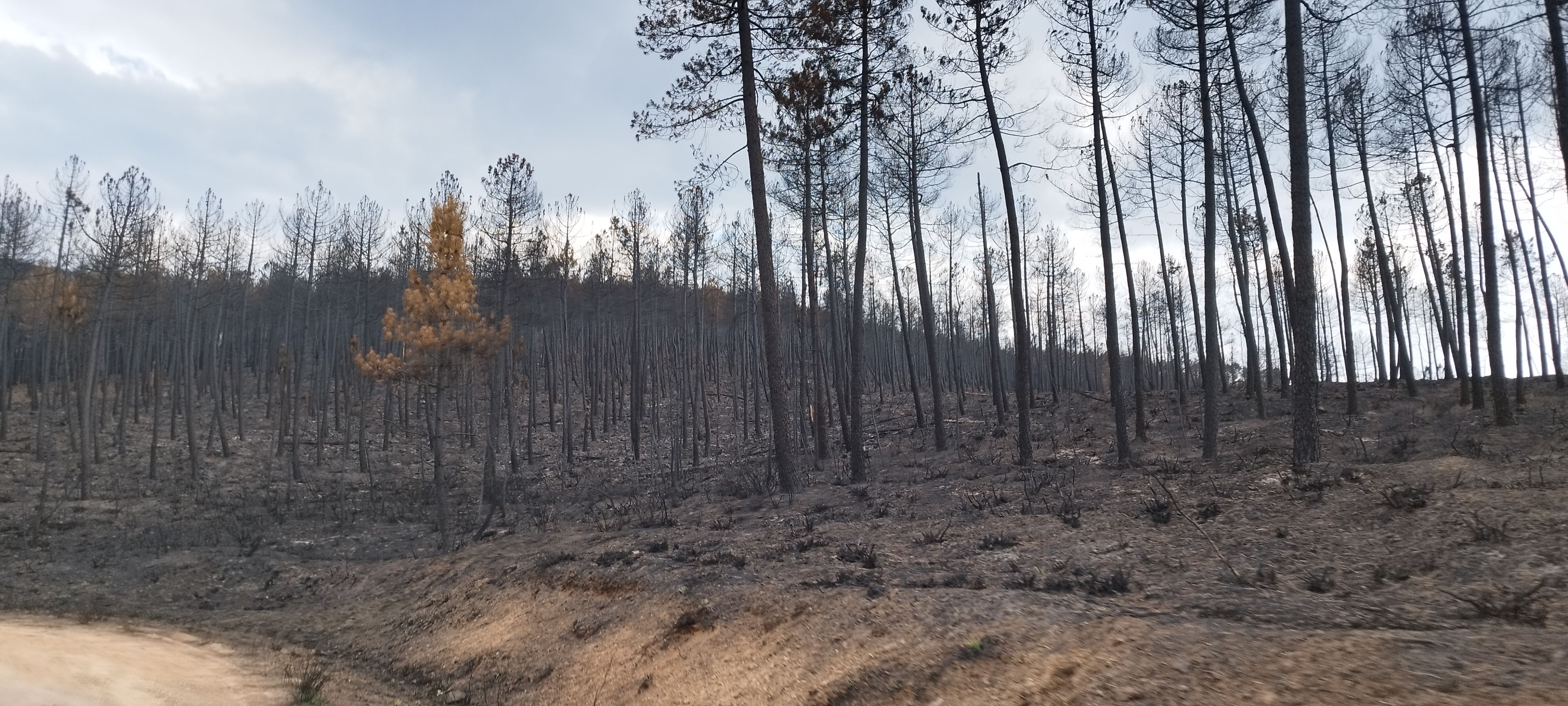 Terreno de Monsagro tras el incendio | Foto de archivo