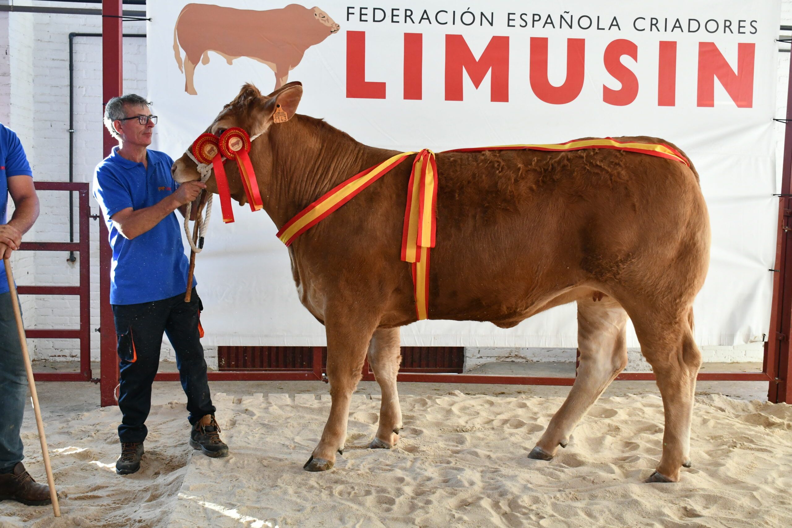 fotografía ejemplar ganador limusin, salamaq