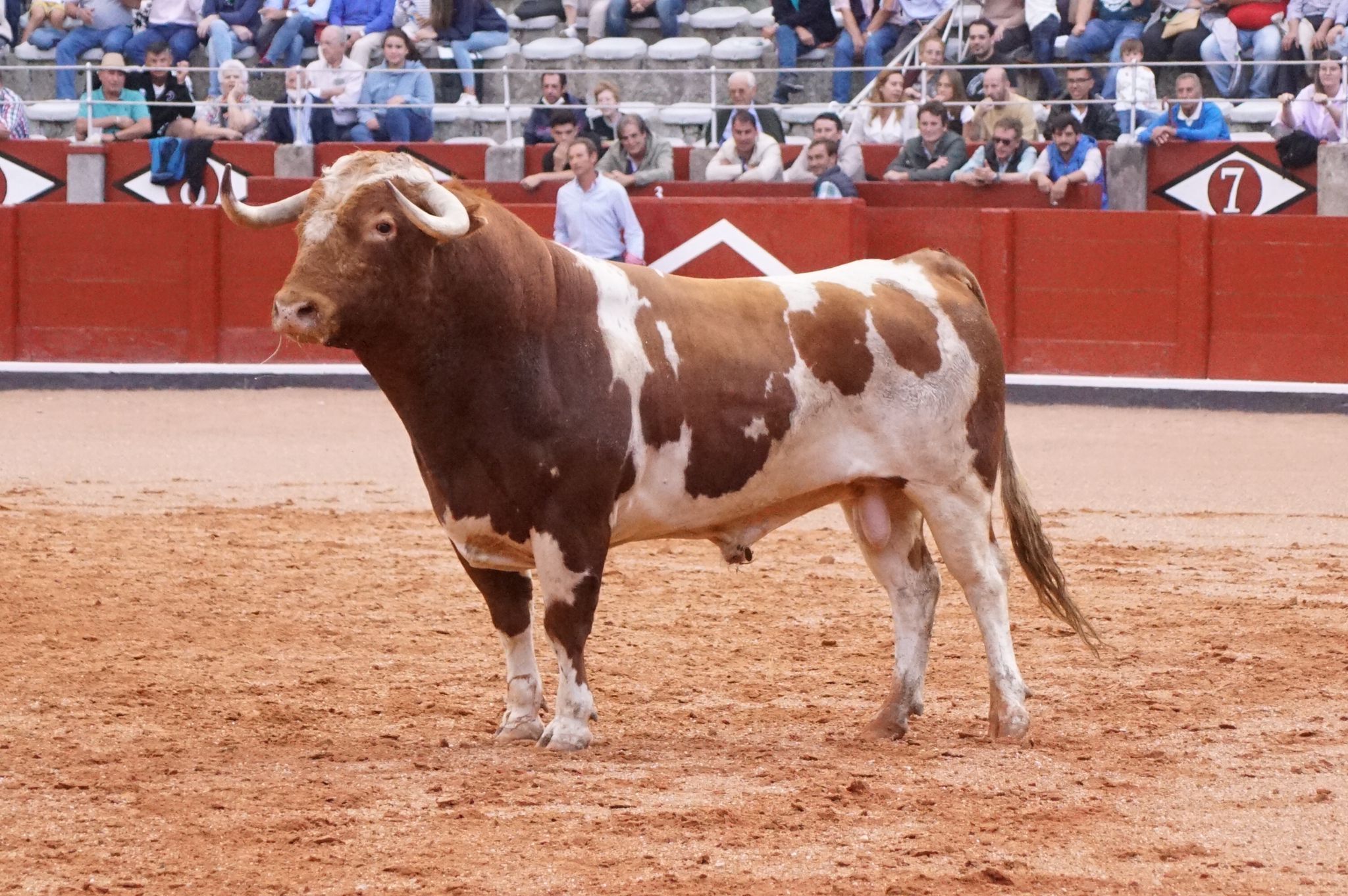 Desenjaule Feria Taurina Virgen de la Vega 2022. Foto Juanes 