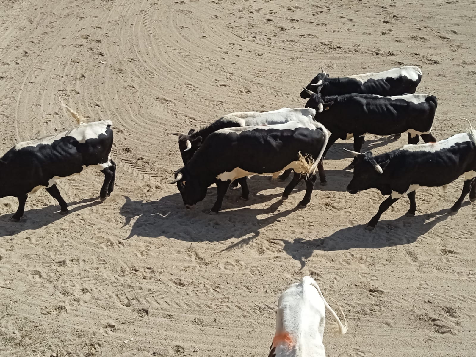 Jornada de domingo en la Feria del Caballo en Ciudad Rodrigo 