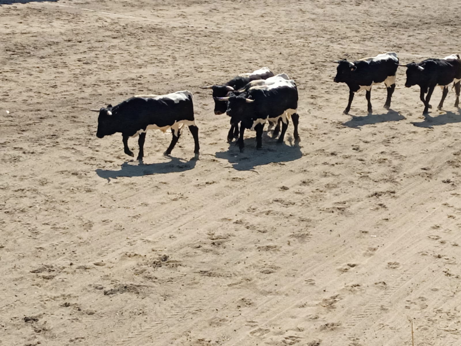 Jornada de domingo en la Feria del Caballo en Ciudad Rodrigo 