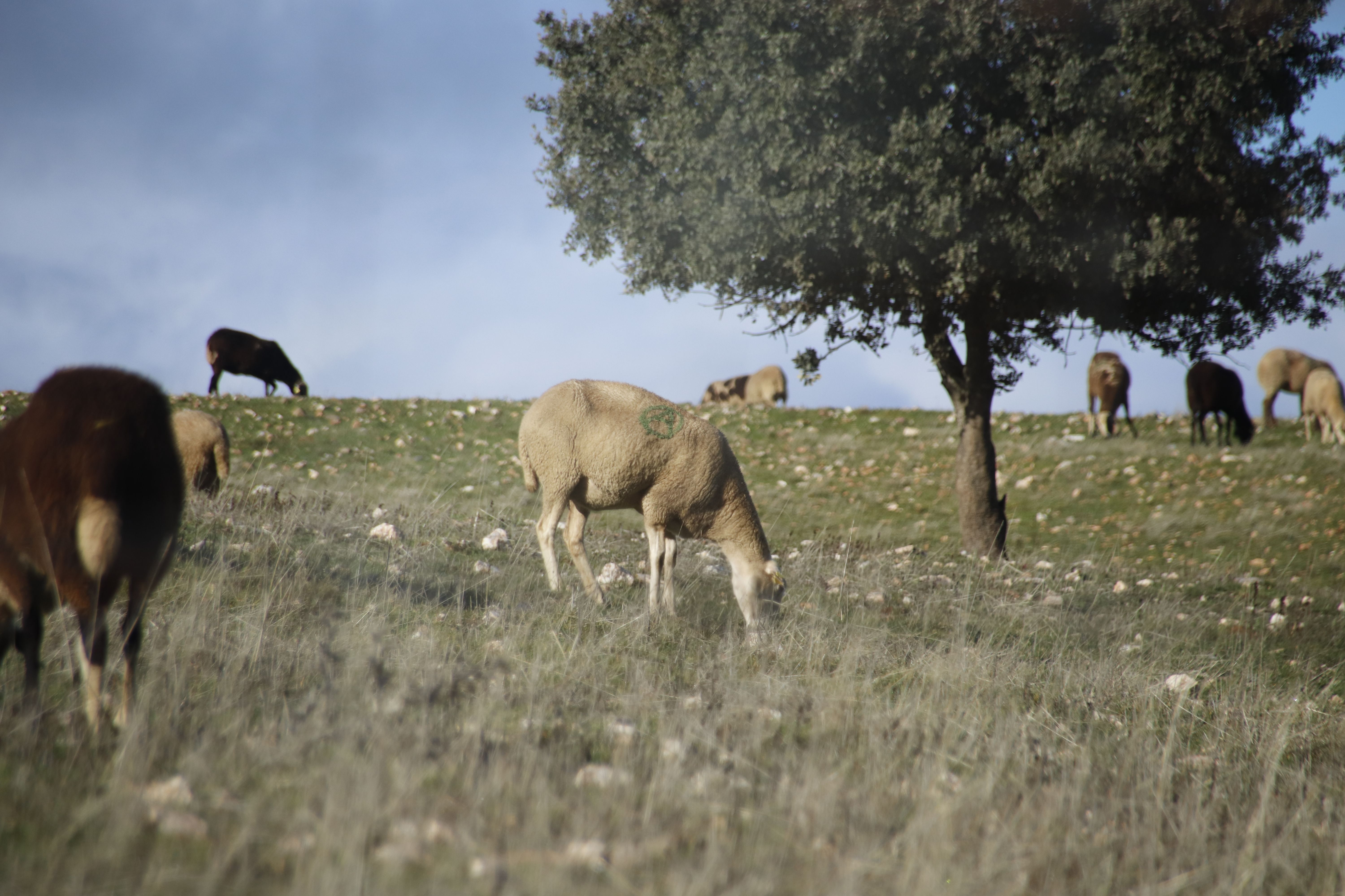 Ovejas, ganado. Foto de archivo 