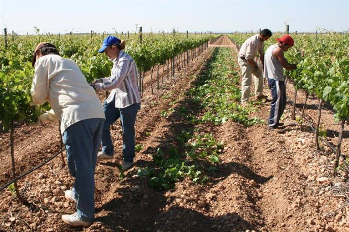 Mujeres trabajando en las labores del campo. Foto EP