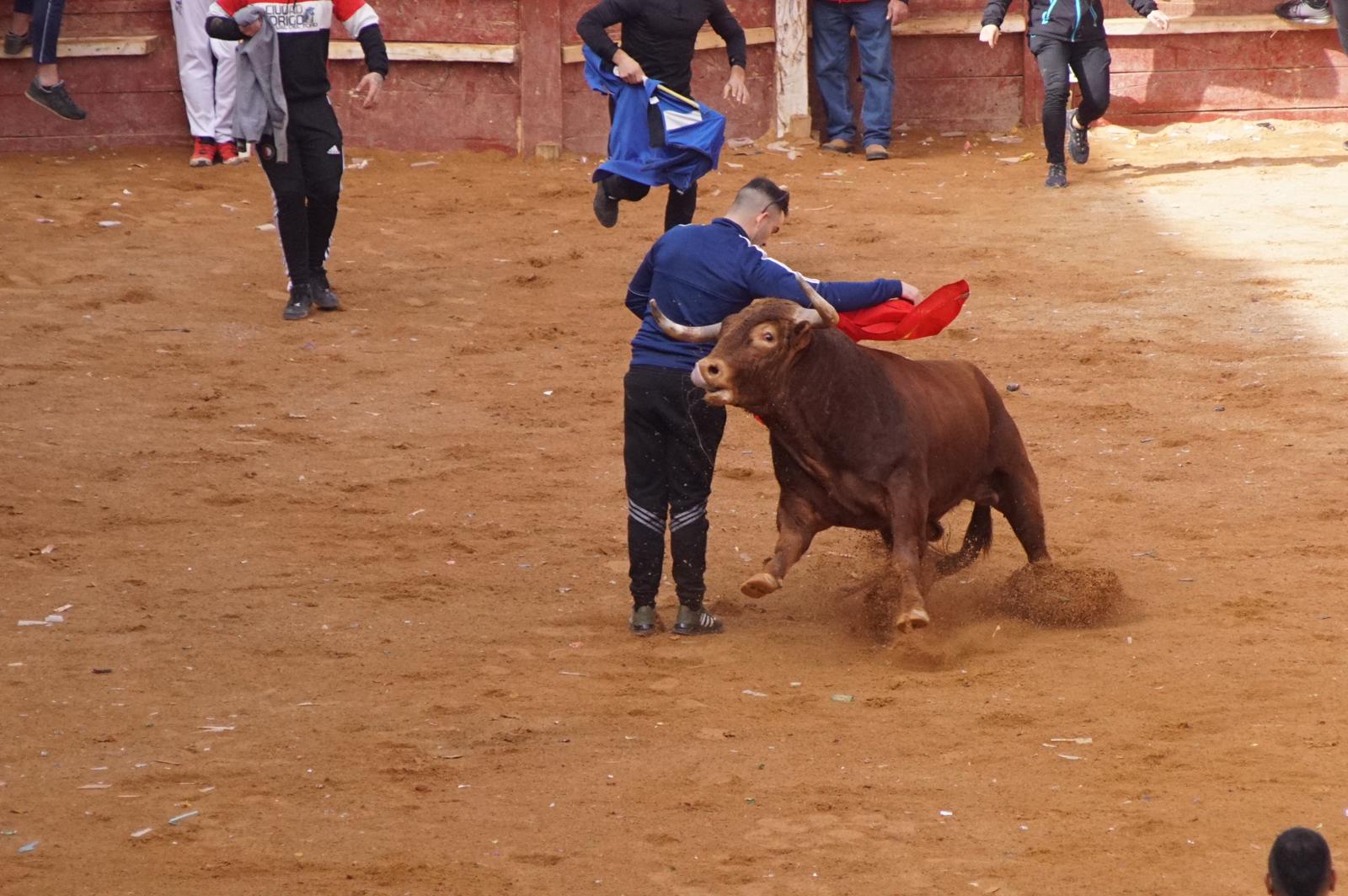 Capea este domingo en el Carnaval del Toro en Ciudad Rodrigo