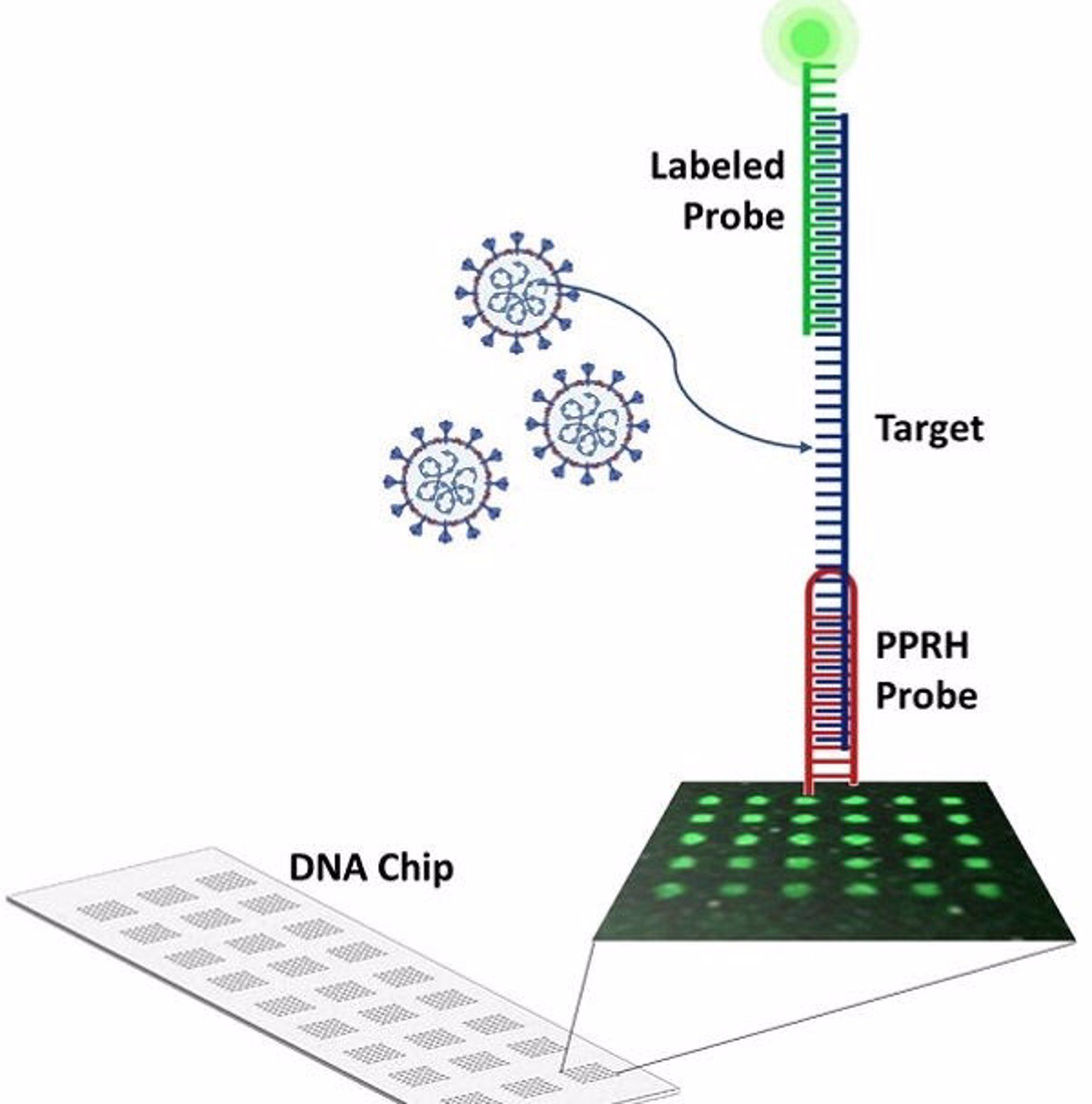 Diseñado un nuevo método para detectar la COVID-19 que es "más rápido" que una PCR