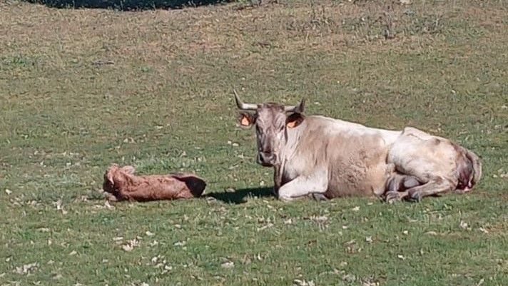 Vaca con su ternero. Foto de archivo