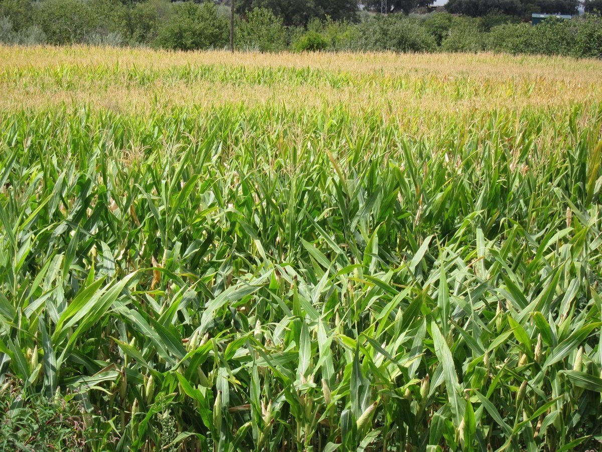 Campo sembrado. Foto EP