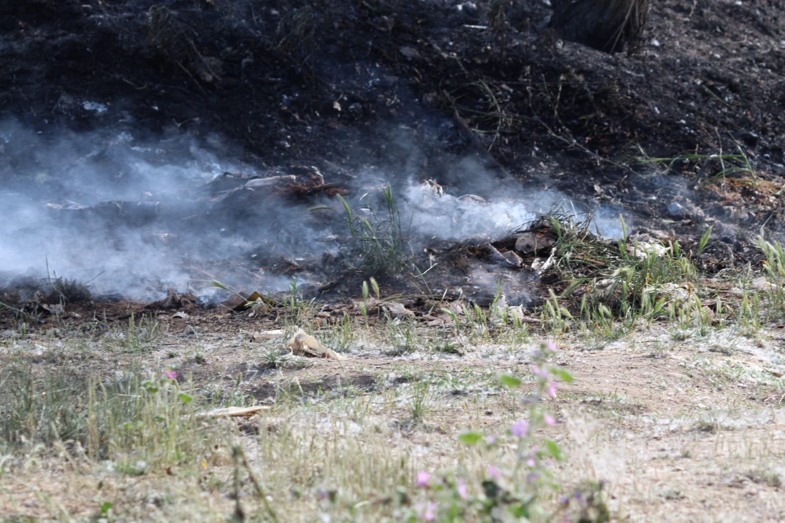 Incendio en una arboleda en Santa Marta de Tormes