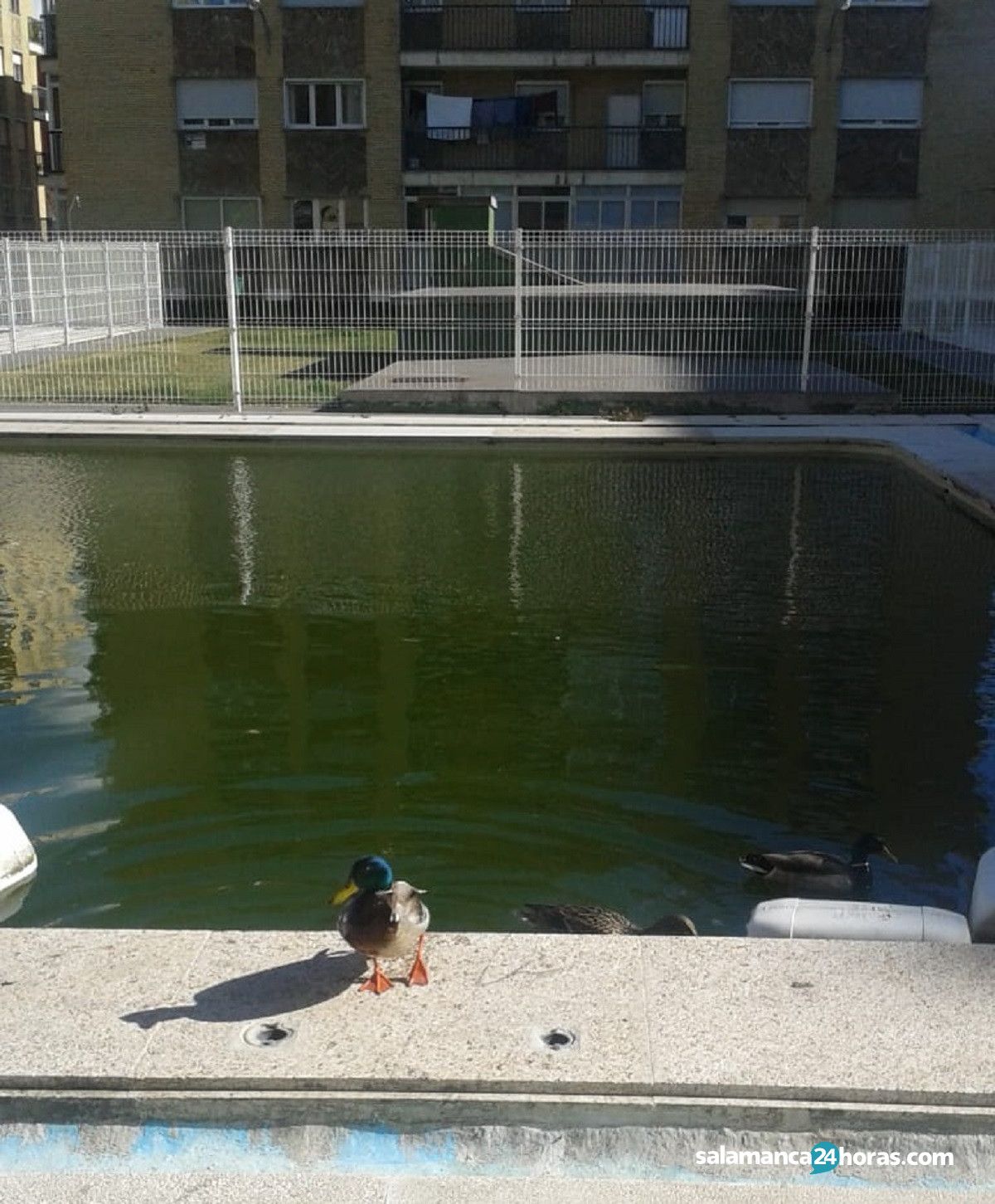  Patos piscina (2) 