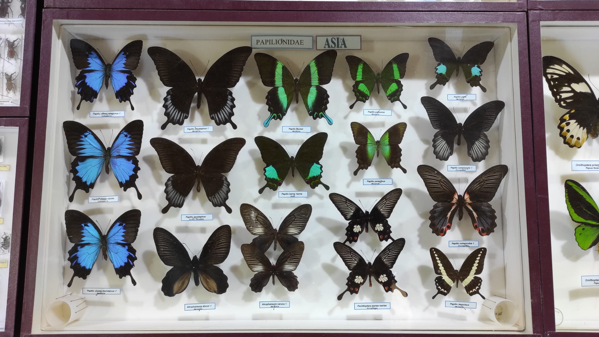 Colección de mariposas de Asia