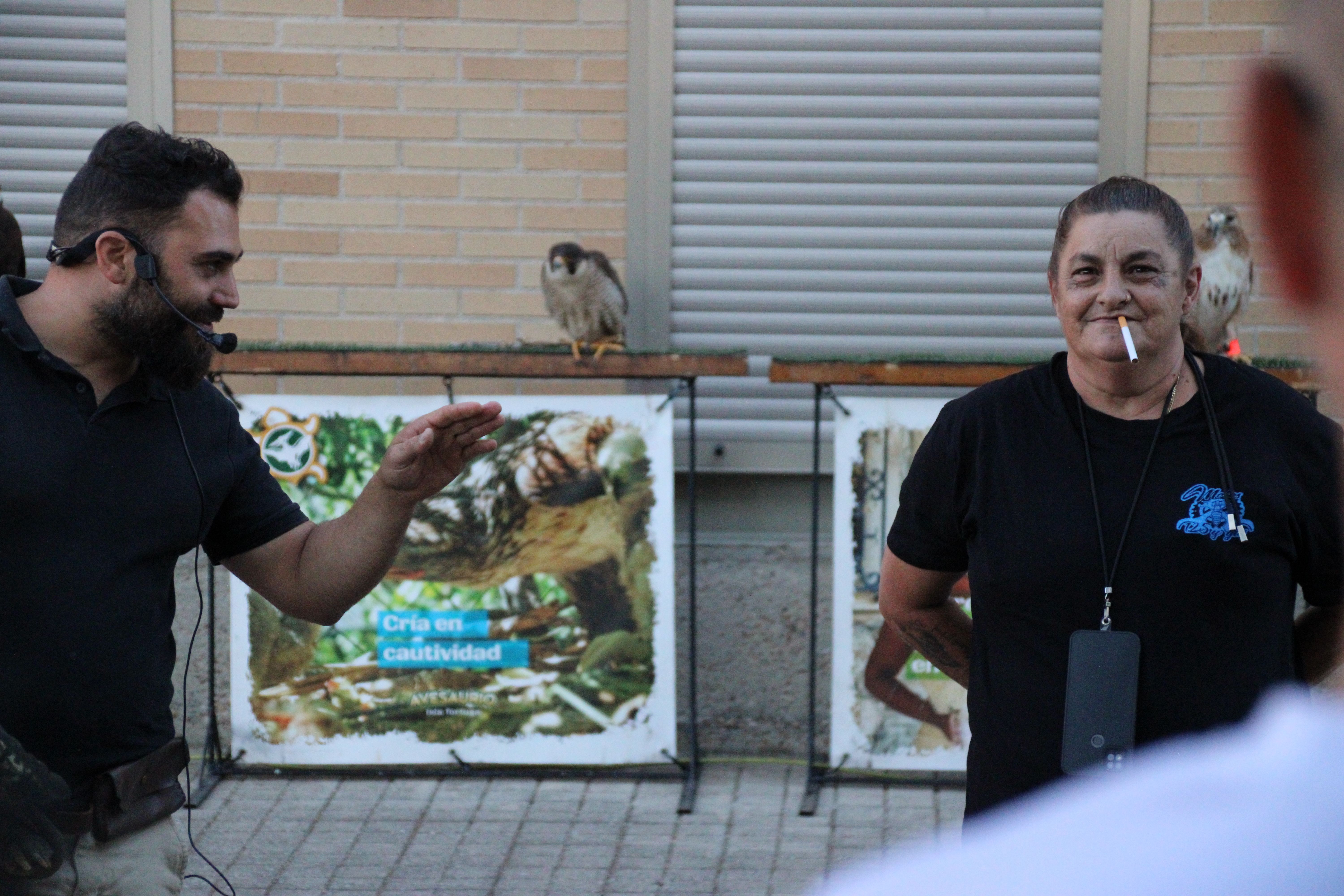 Demostración de cetrería por las fiestas patronales de Moriscos (1)