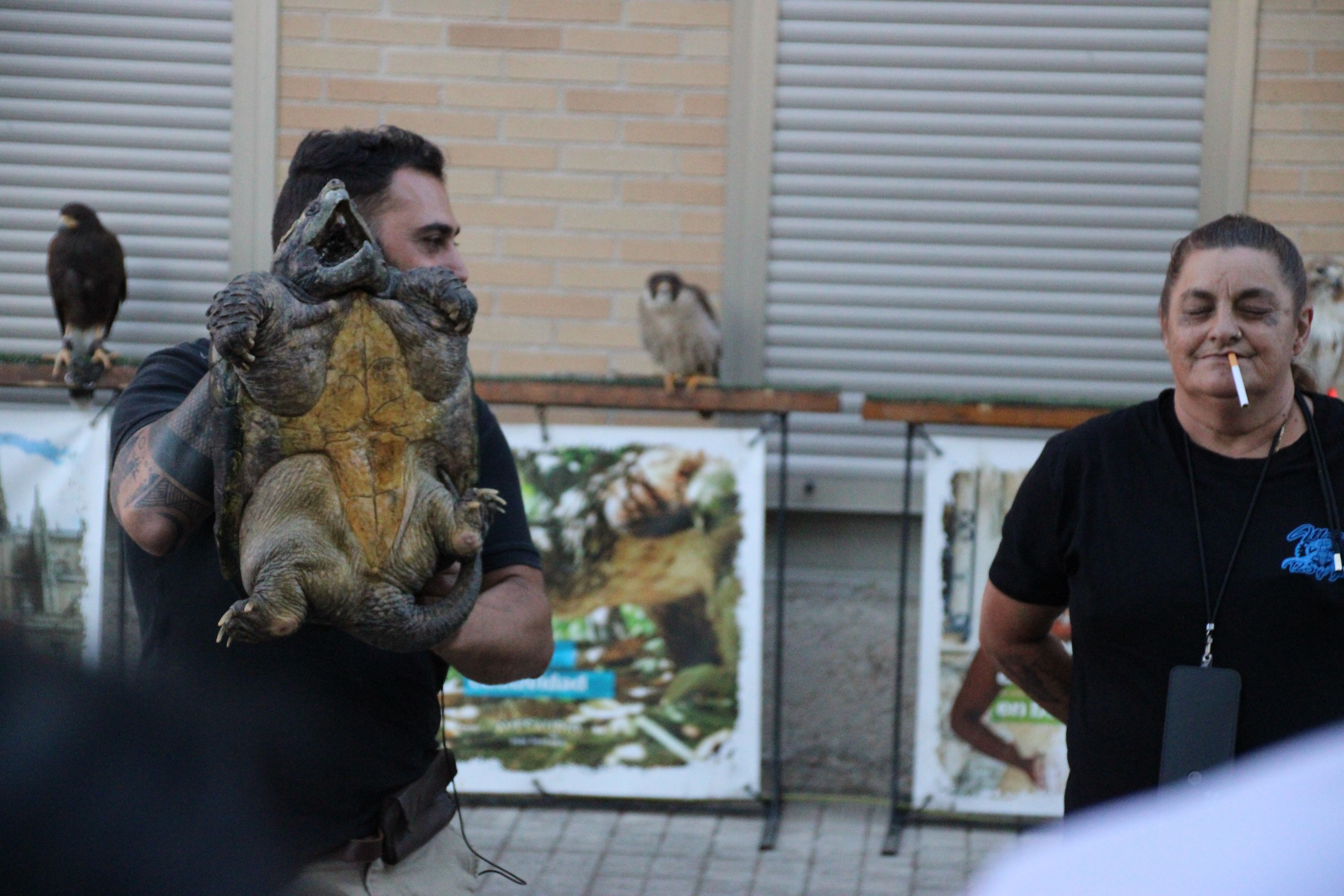 Demostración de cetrería por las fiestas patronales de Moriscos (2)