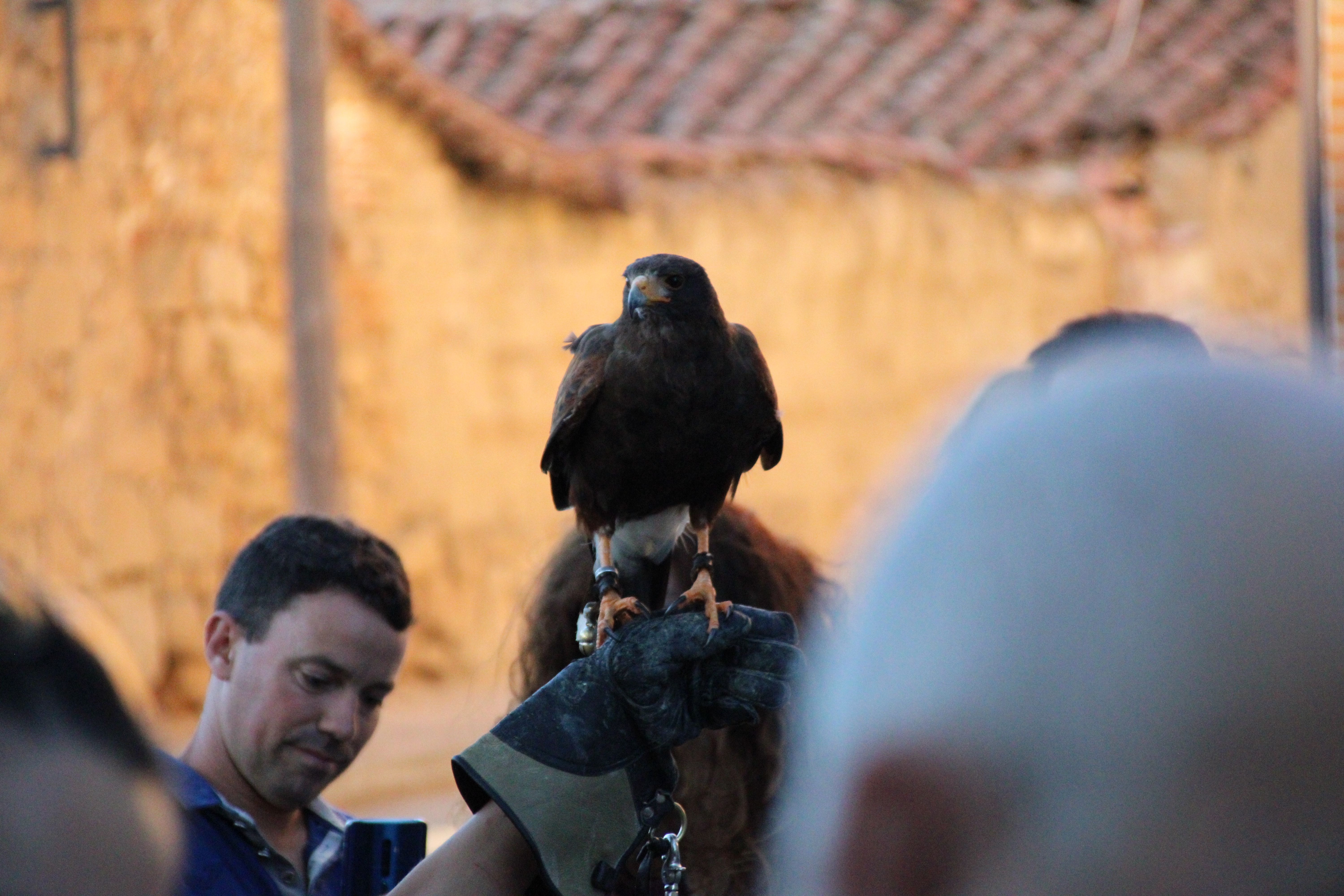 Demostración de cetrería por las fiestas patronales de Moriscos (7)