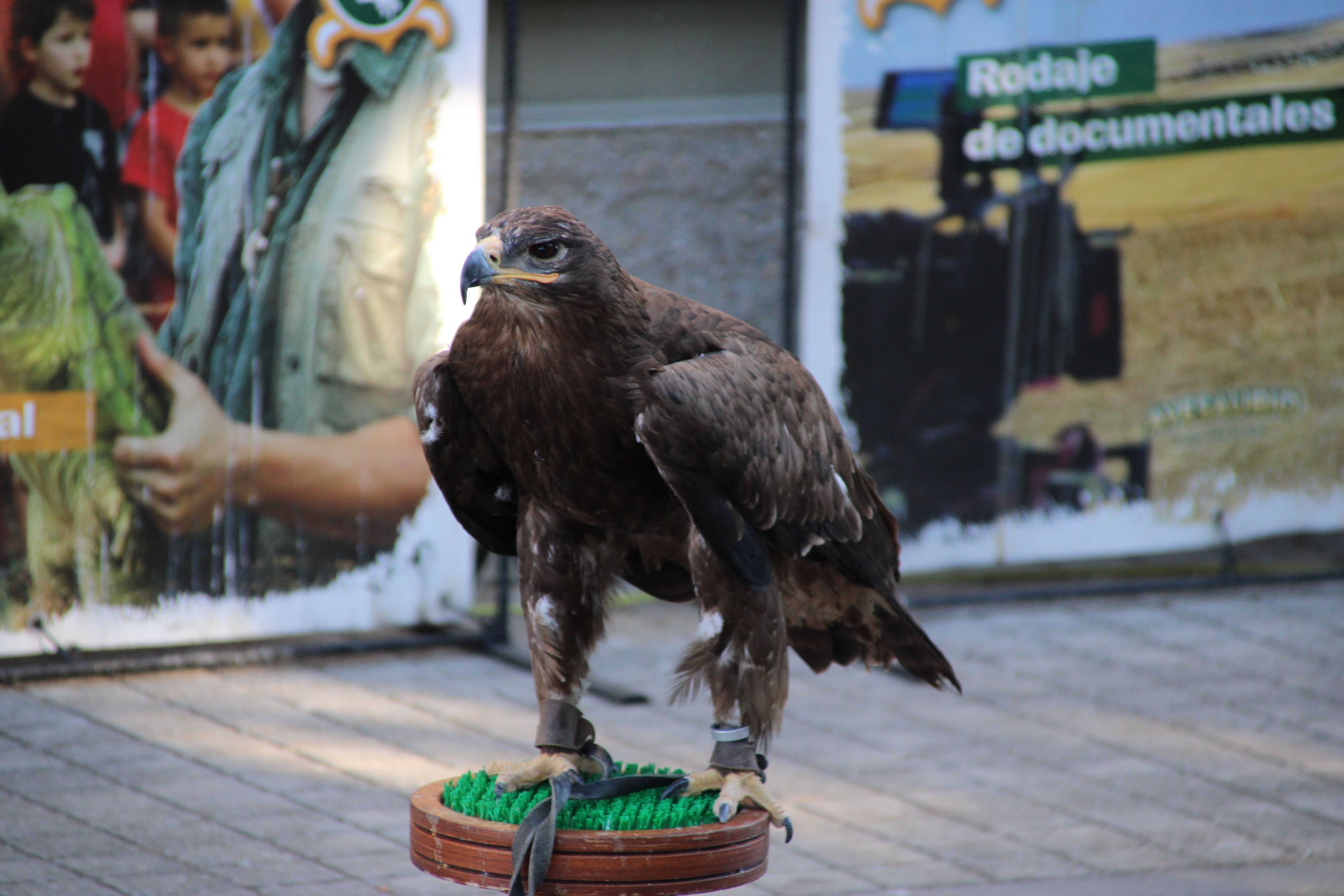 Demostración de cetrería por las fiestas patronales de Moriscos (19)