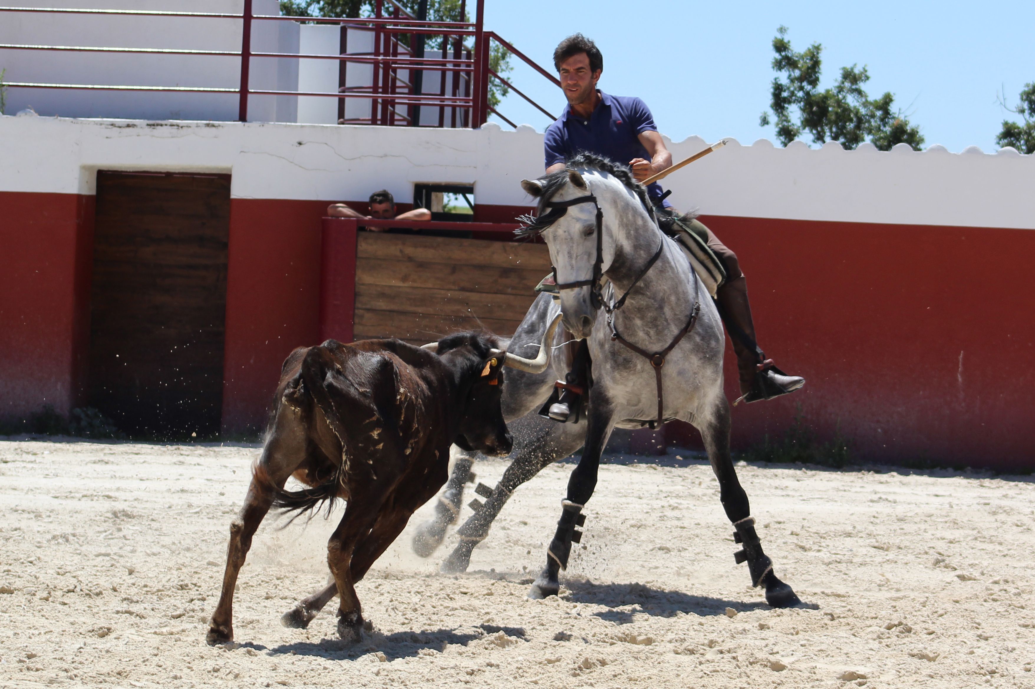 El rejoneador Sergio Galán con 'Imperio' entrenando en el campo 