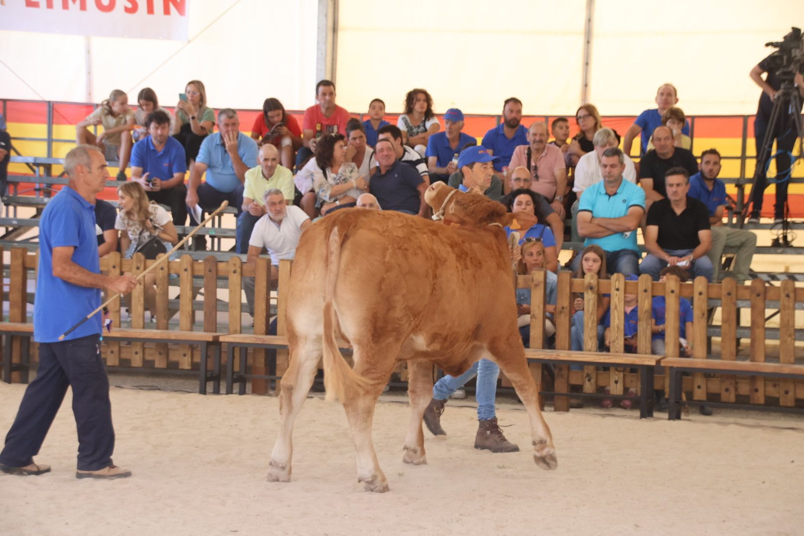 Concurso morfológico limusina