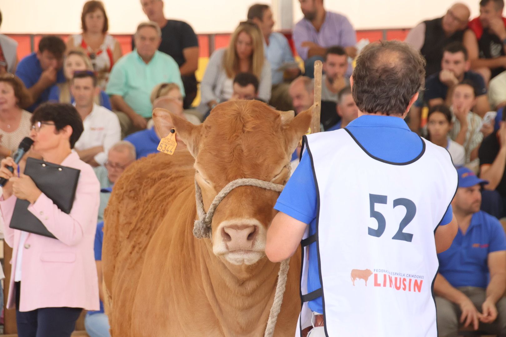 Concurso morfológico limusina