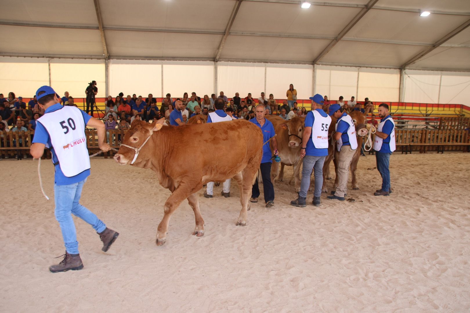 Concurso morfológico limusina