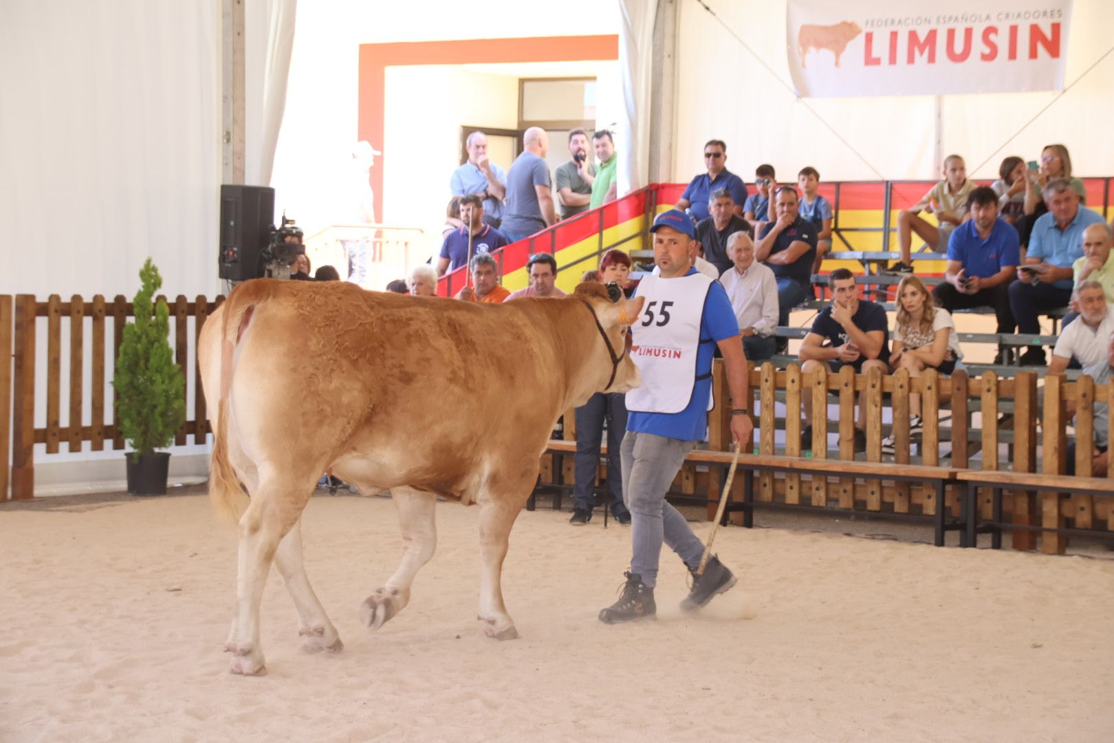 Concurso morfológico limusina