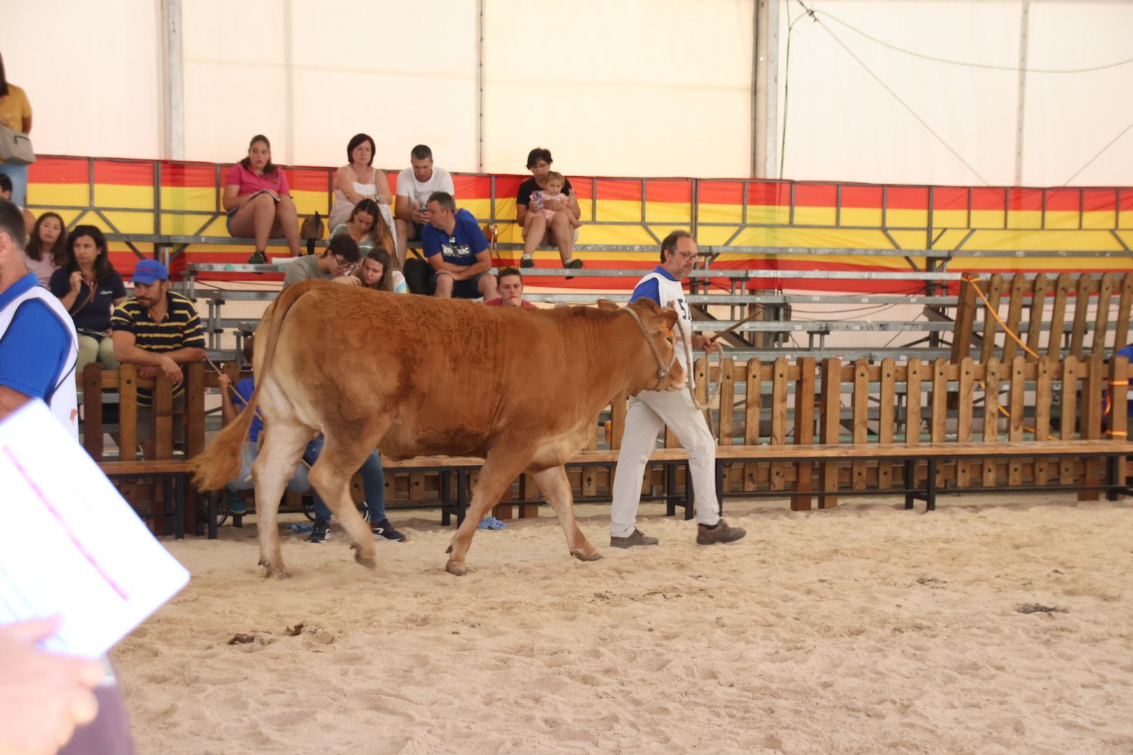 Concurso morfológico limusina6504