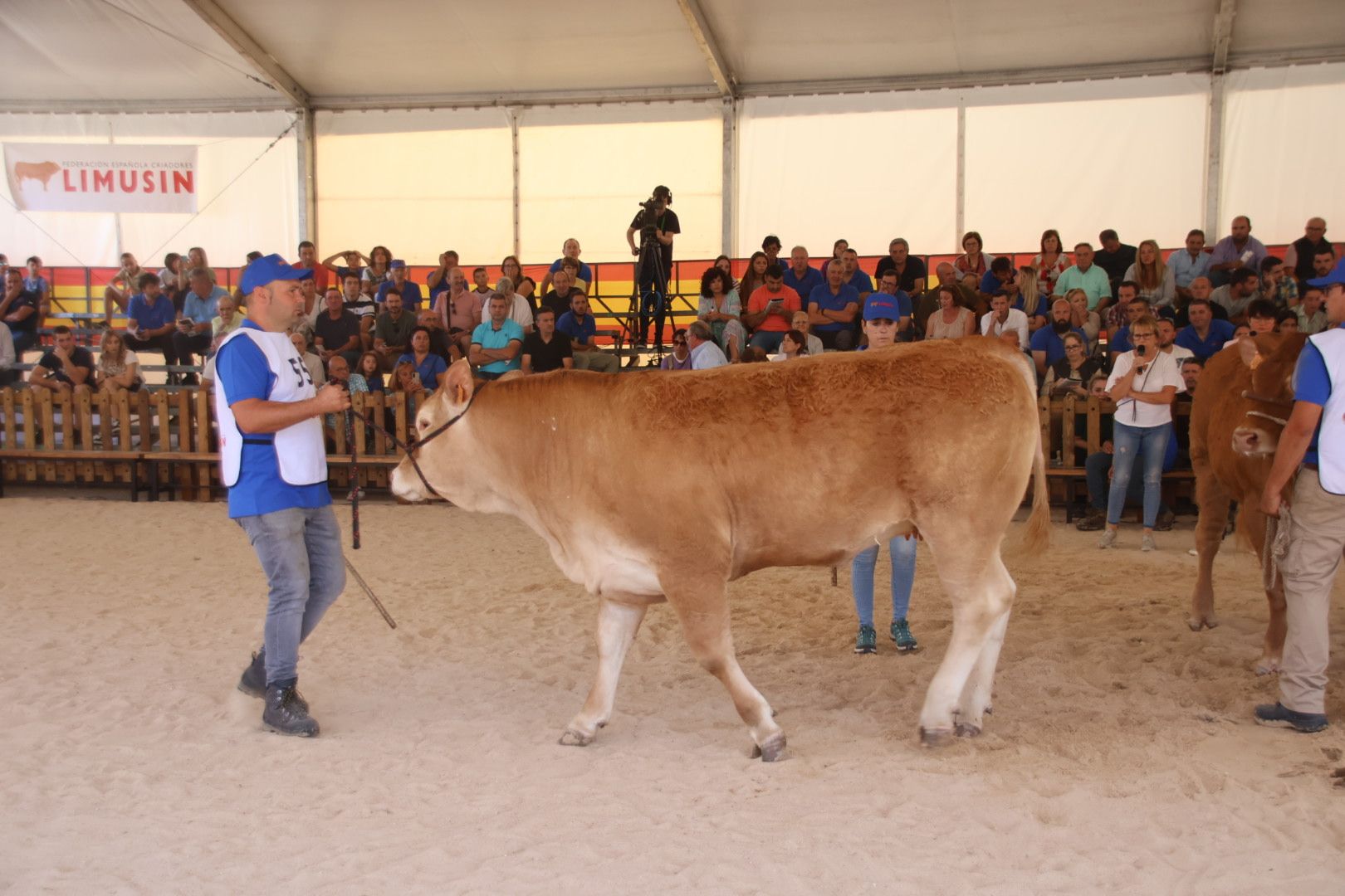 Concurso morfológico limusina