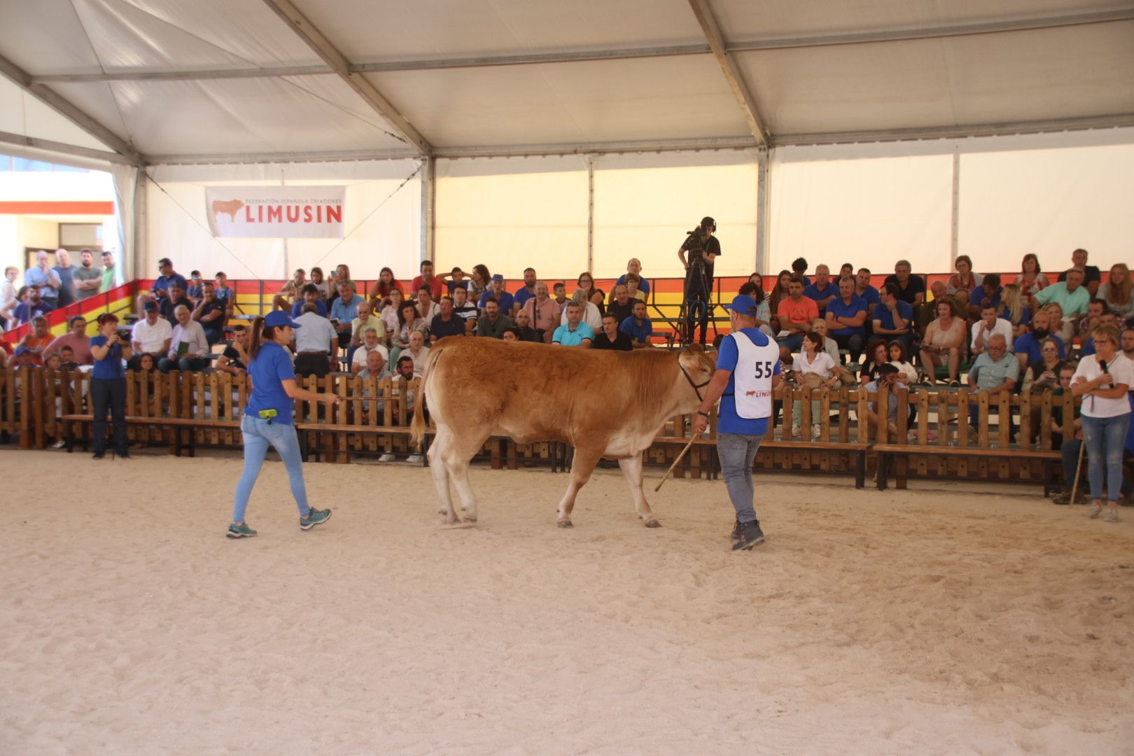 Concurso morfológico limusina6508