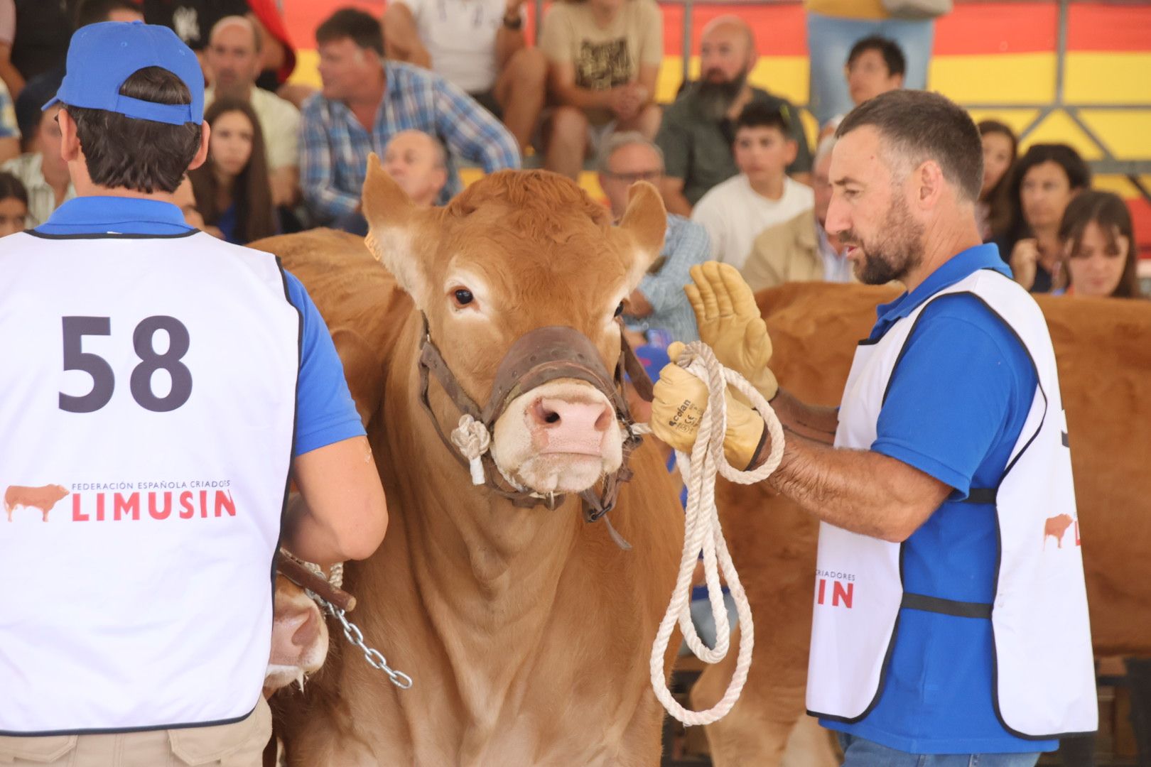 Concurso morfológico limusina