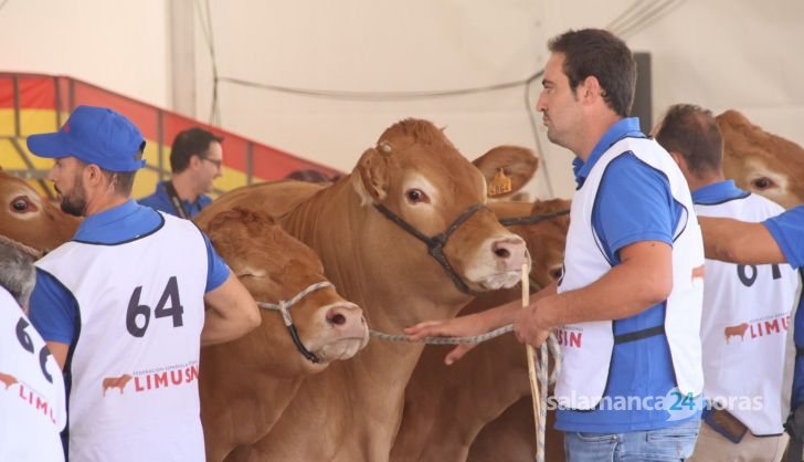 Concurso morfológico limusina