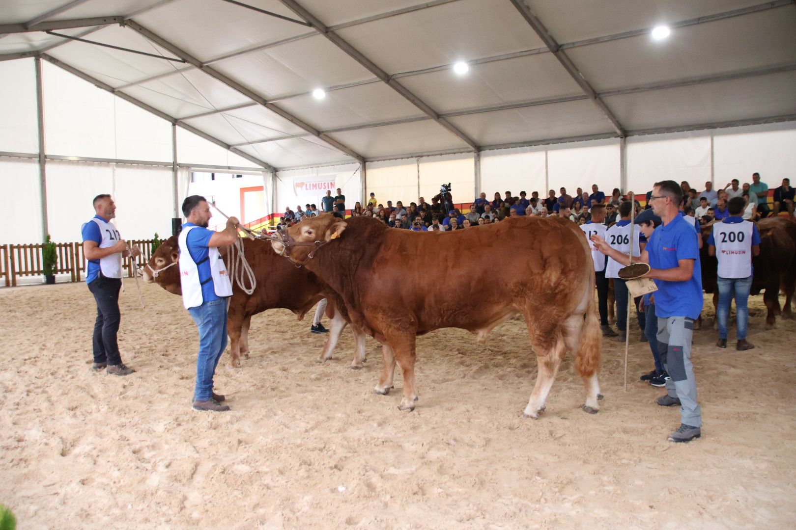 Concurso Morfológico Limusina