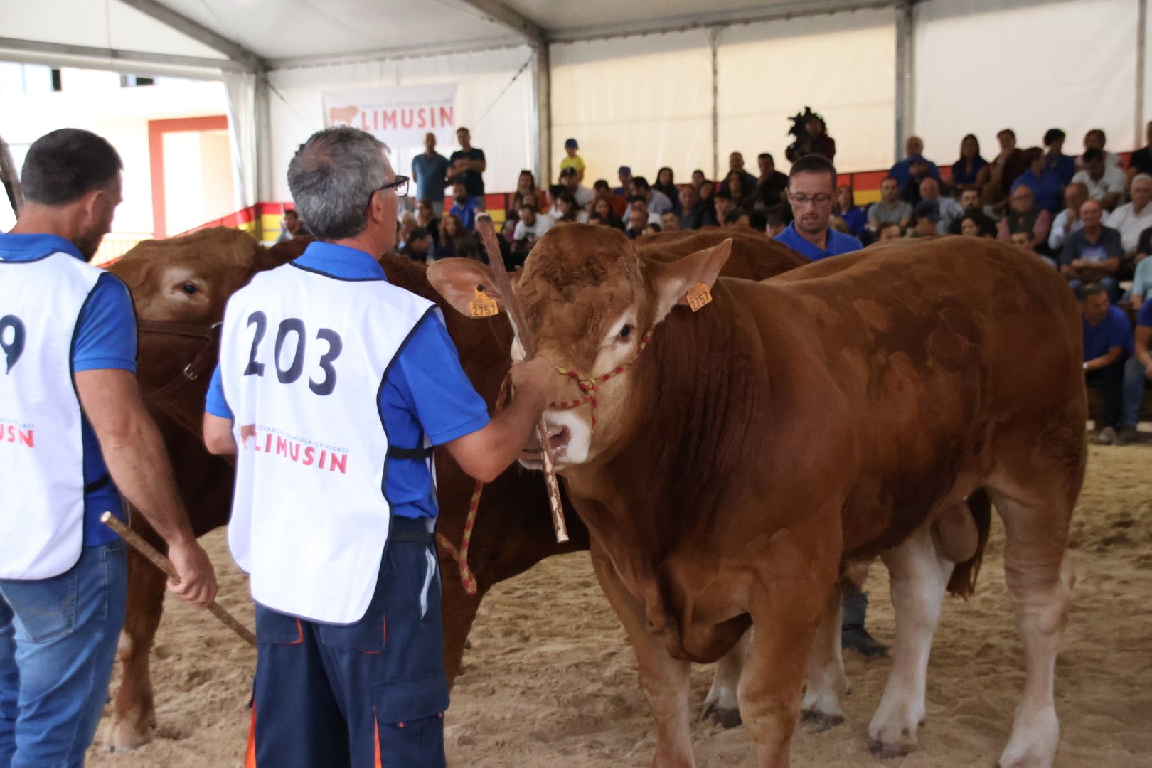 Concurso Morfológico Limusina